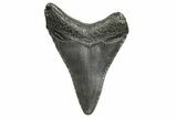 Fossil Megalodon Tooth - South Carolina #368417-1